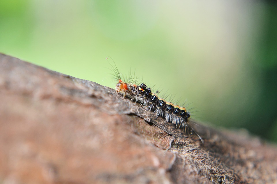 catterpillar