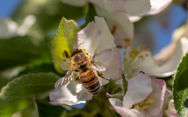 Bee