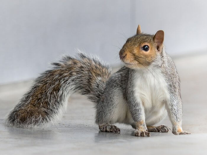 Squirrel