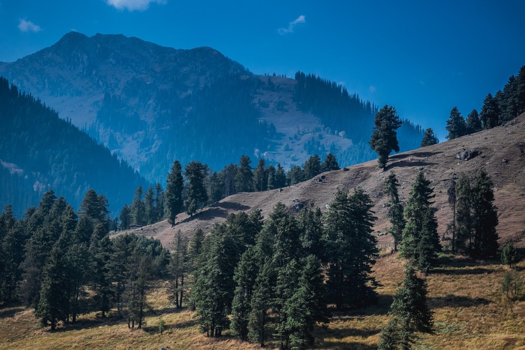 pine trees in forest